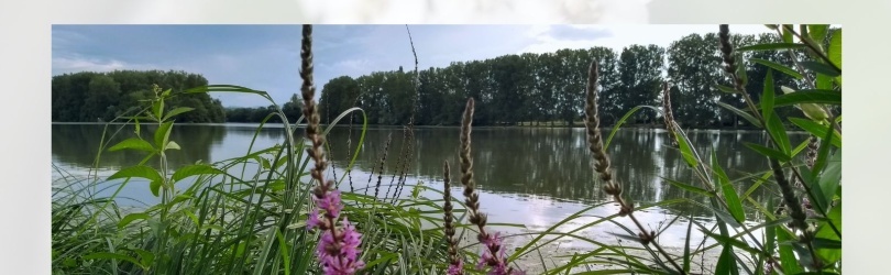 Découverte des plantes sauvages médicinales en bord de Saône (Parcieux)