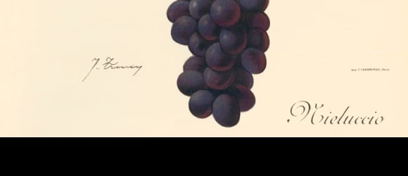 Le sangiovese - atelier expressions de... 1 cépage en 3 vins