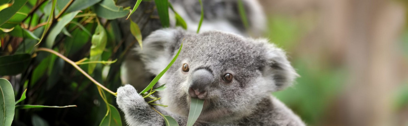 Soirée Câlins des Koalas
