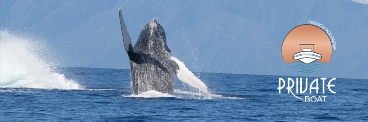 Découverte des baleines à Tahiti