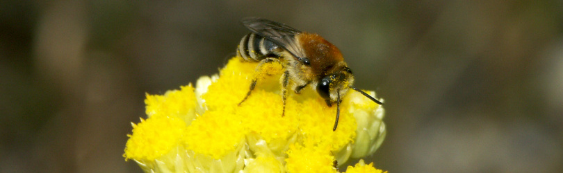 Inscription 2èmes Assises nationales des insectes pollinisateurs